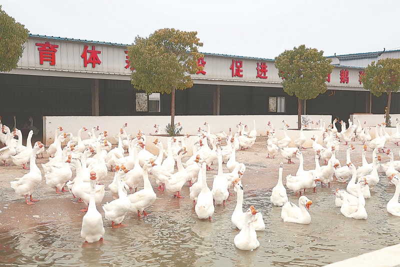 安徽省展羽生态农业开发有限公司的皖西白鹅养殖基地.jpg