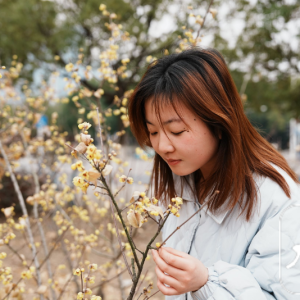 合肥的蜡梅开花了