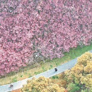 春有约 花满园