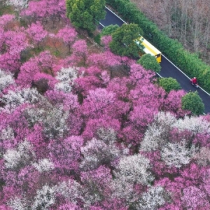 安徽黄山：梅花盛开春意浓
