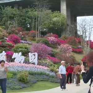沉浸式感受春日花海独特魅力 “赏花经济”为乡村振兴“增香添彩” ...