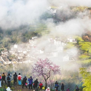 “皖美春色”关不住 “花茶味市”待客来