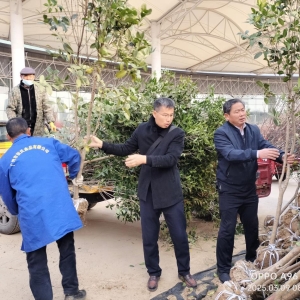 安徽肥东：植树添绿，共筑美好家园