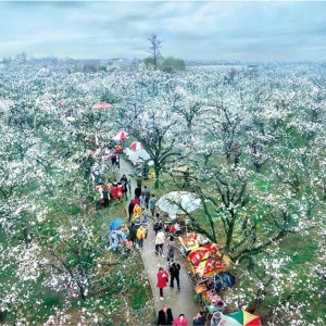 千年古砀郡 共赏“梨花雨”