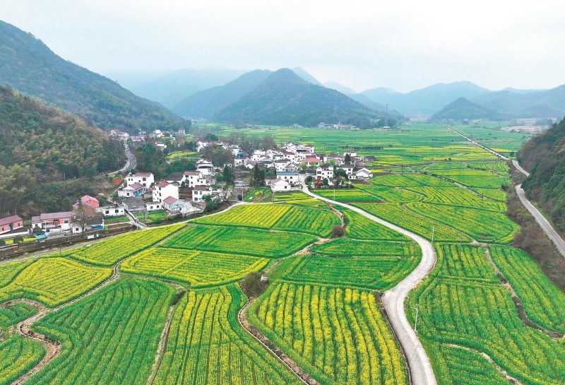 3月14日拍摄的铜陵市义安区钟鸣镇泉栏村。眼下，当地油菜花竞相绽放，金黄色的花海与村落交相辉映，构成一幅春日田园画卷。.jpg