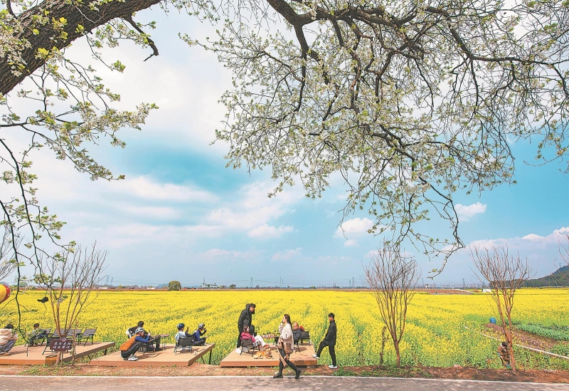 3月16日，芜湖市三山经济开发区峨桥镇响水涧，游客在盛开的油菜花田边拍照赏花。仲春时节，峨桥镇响水涧盛开的油菜花与河流、村庄、麦田、蓝天相映成景，构成一幅色彩斑斓的江南水乡田园画卷。.jpg