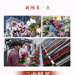 新闻多一点｜云南鲜花：“浪漫经济”美丽绽放