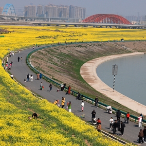 江淮运河油菜花海 绘就乡村旅游“金色画卷”