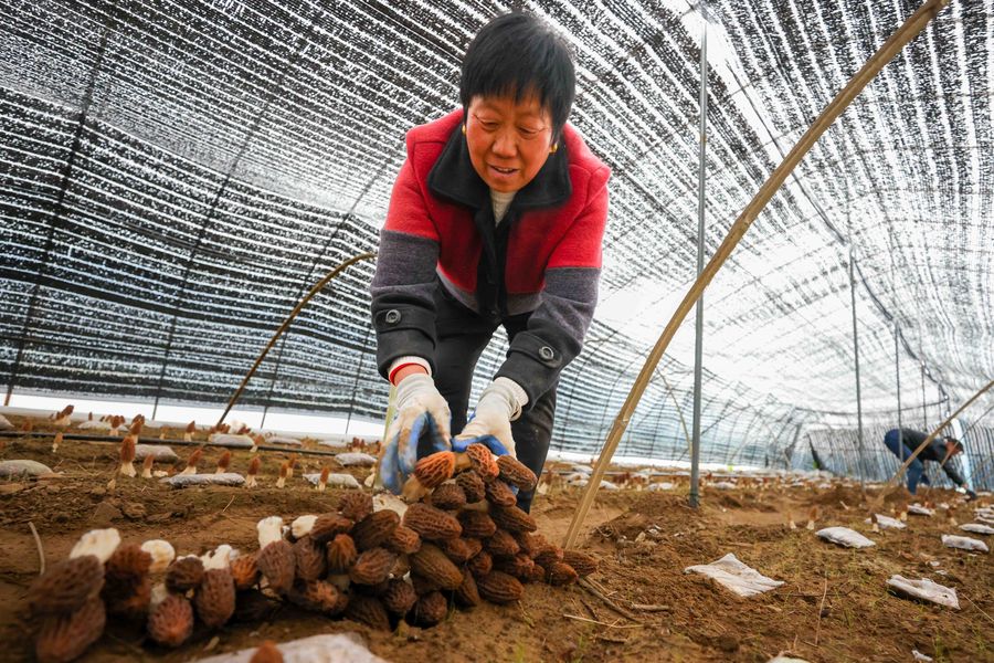 大棚里，一颗颗羊肚菌破土而出。张军摄