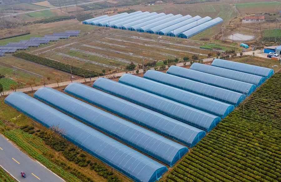 位于安徽省六安市裕安区西河口乡的食用菌种植基地。张军摄