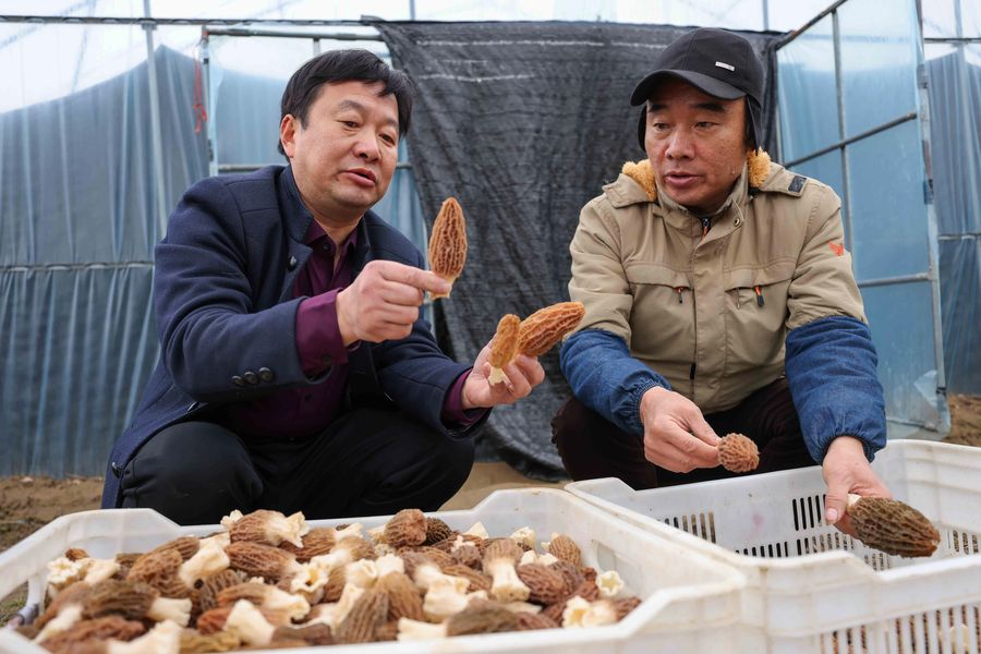 乳白色的菌柄撑起蜂窝状的菌盖，好似一把把“小伞”。张俊摄