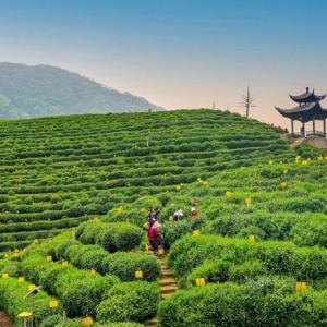 中安观察 | 在黄山 看传统茶产业如何“老树”发“新芽”？