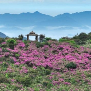 文化中国行·清明 | 人间芳菲寄相思，四野澄明万户春