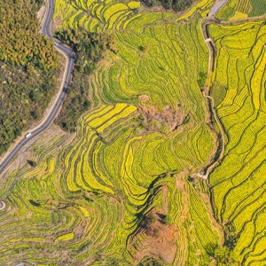 安徽灵山村：梯田油菜始盛开 金色花海绕村来