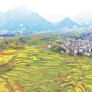 风过梯田 花阶叠绣层层金