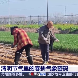 清明也分“早晚前后” 揭秘藏在节气里的农事密码