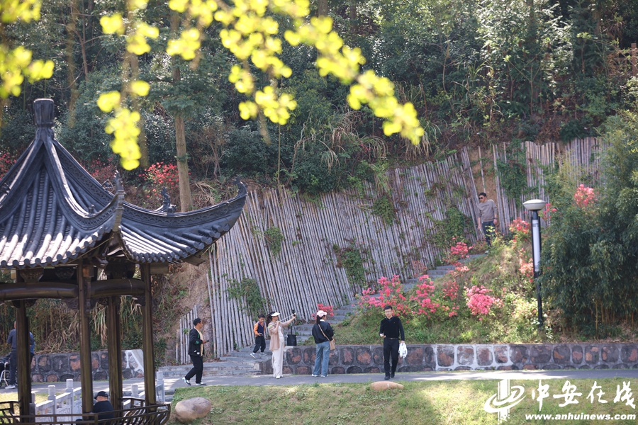 游客在九一六茶园景区内赏花、拍照打卡.jpg