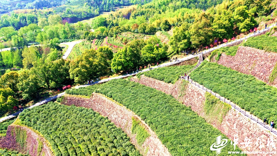 游客行走在栽有杜鹃花的台阶赏景.jpg