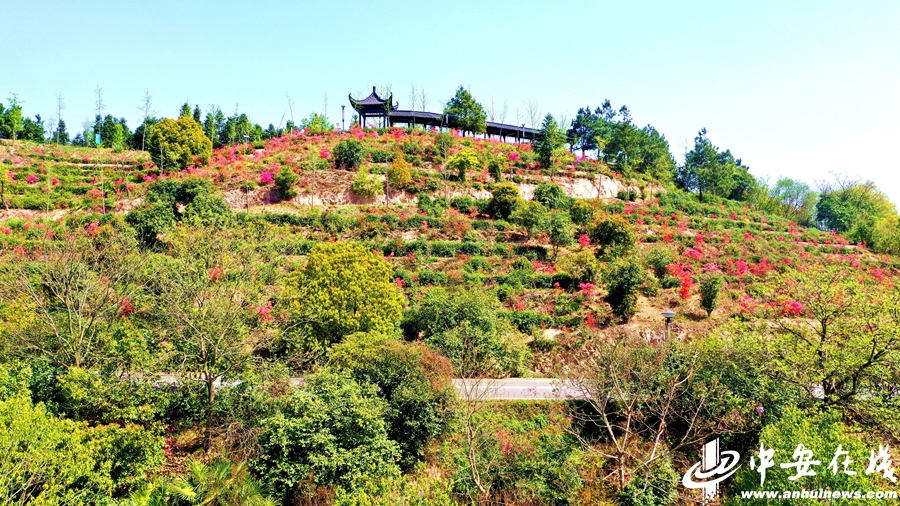 杜鹃花绽放在满坡的山头上.jpg