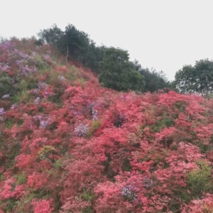【春游江淮请您来】春日美景醉游人