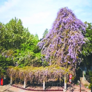 课本里的“紫藤萝瀑布”现身合肥 ​紫色花墙如瀑布般，高10米 ...