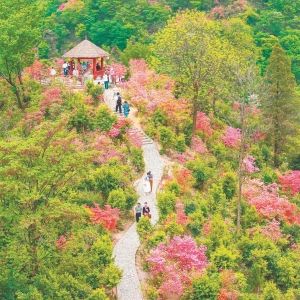 春游江淮请您来 | 花海绽放群山春意