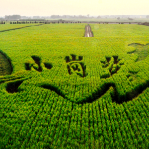 小岗何以“上春山”