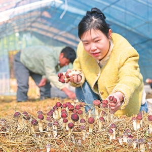 【牢记嘱托 感恩奋进——安徽往前赶】沃野绘新景 逐梦绽风华 ...