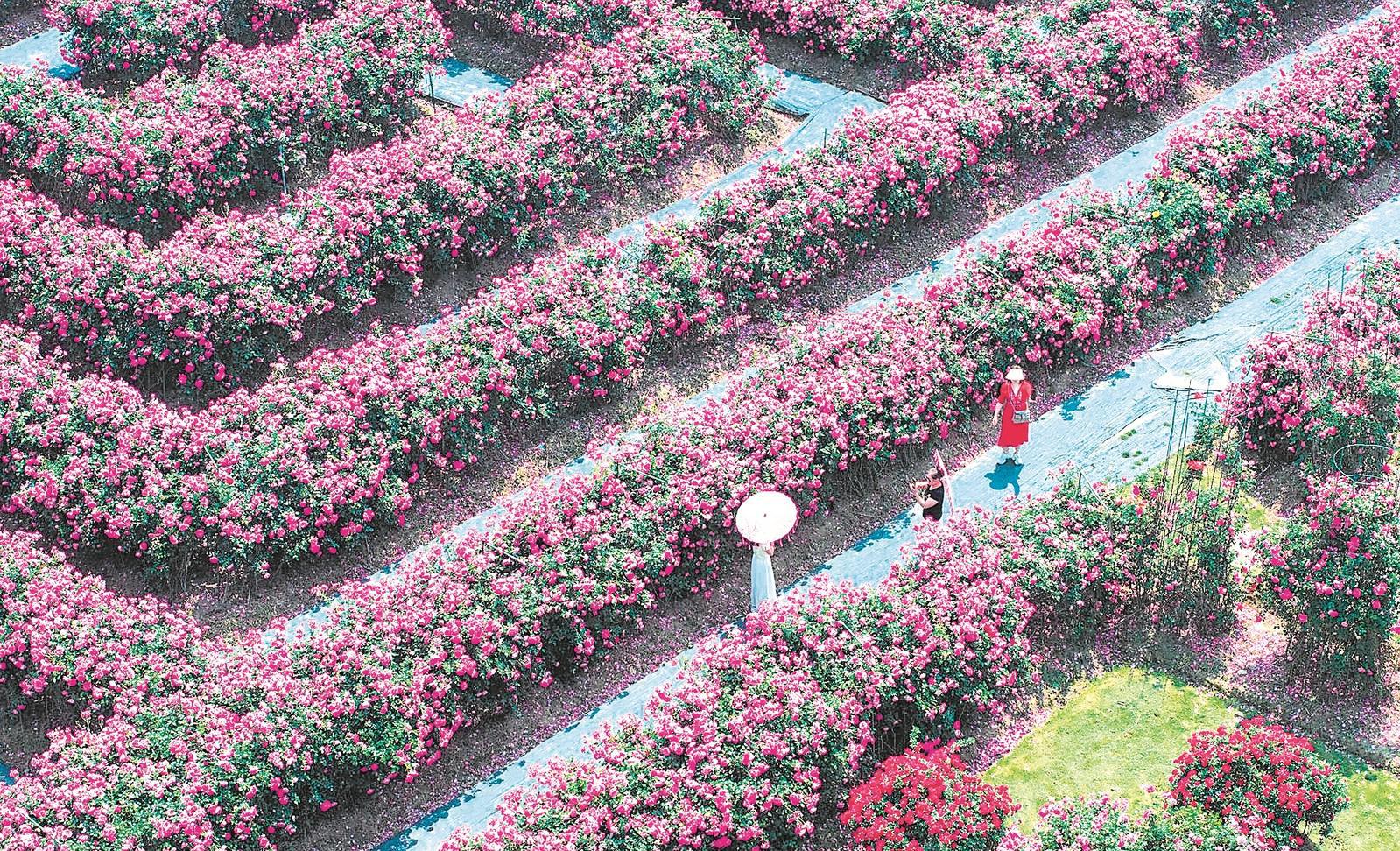 千亩月季花海引客来