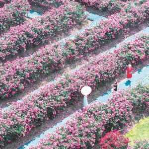 千亩月季花海引客来